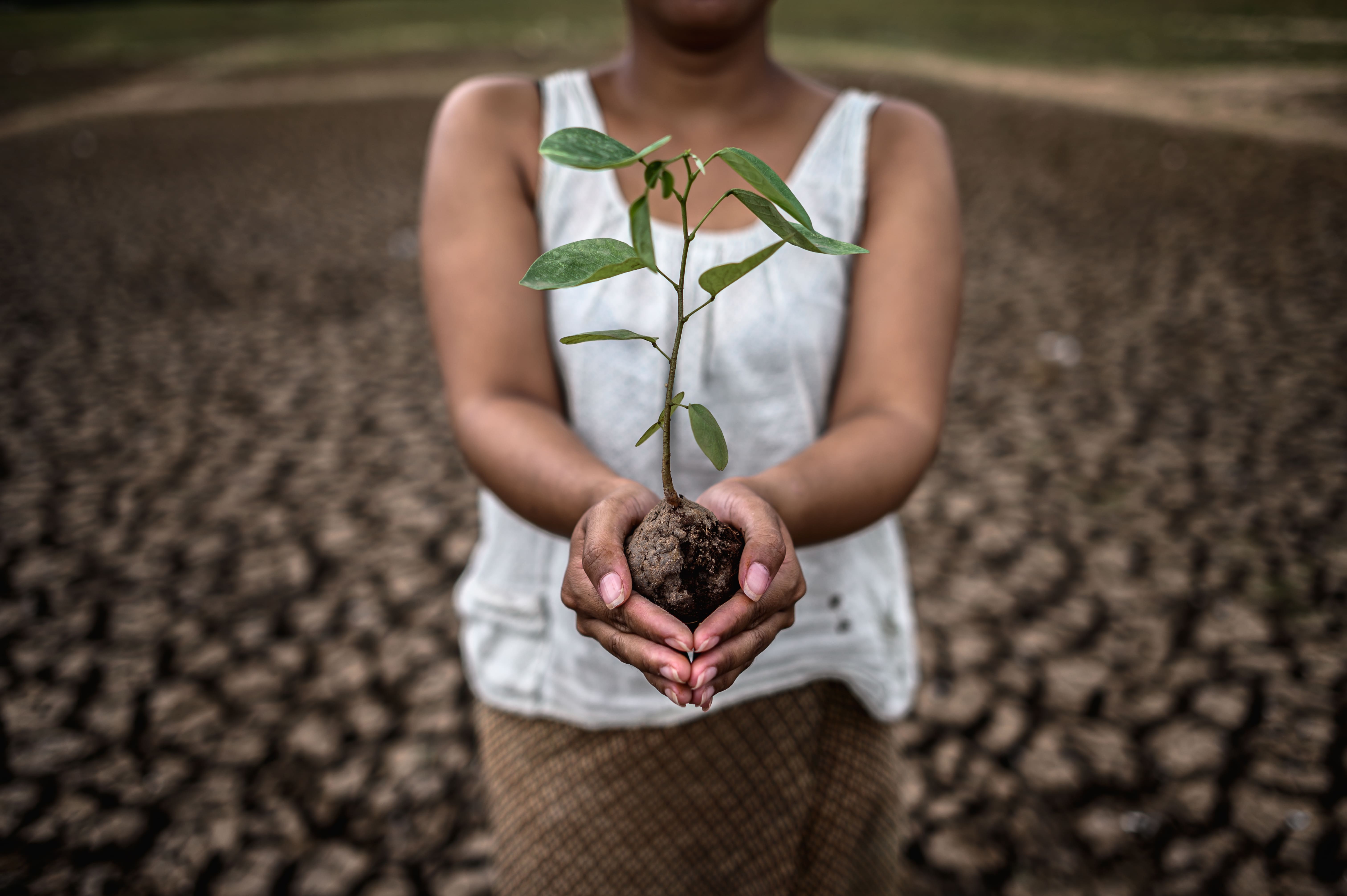 Tree planting initiative